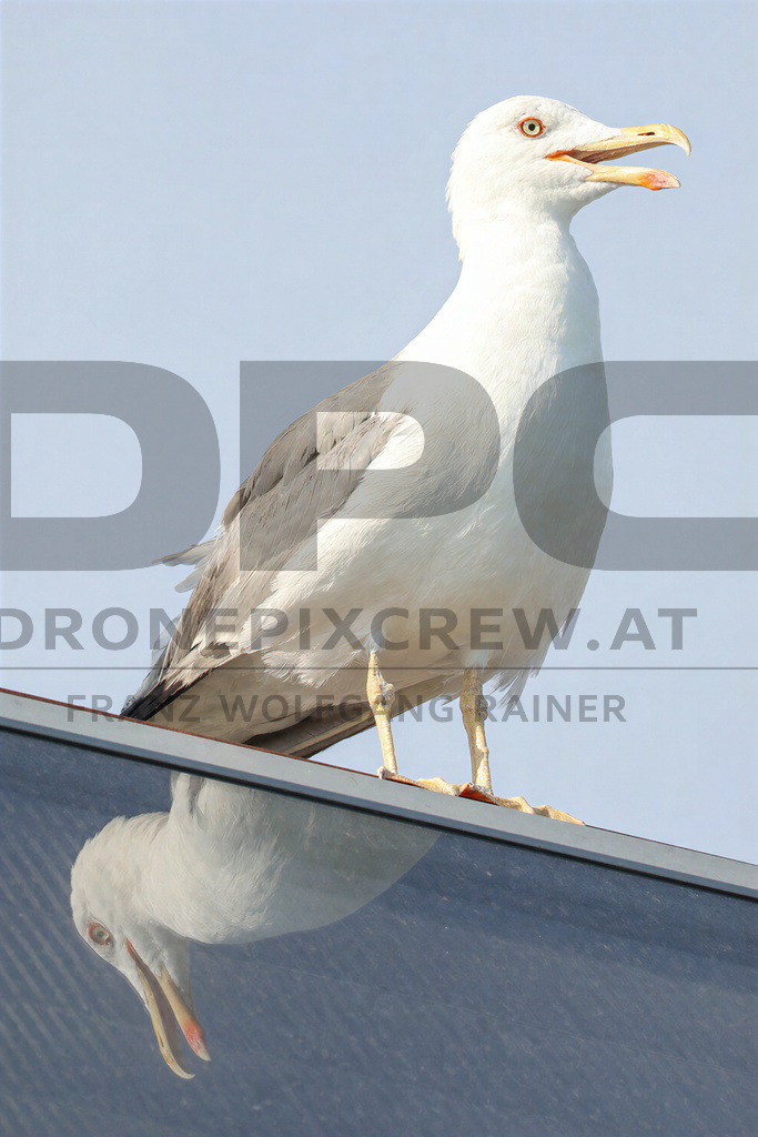Yellow-legged Gull (Larus michahellis) | Yellow-legged Gull (Larus michahellis), a large gull species commonly found along Mediterranean coasts, rocky shorelines, harbours and coastal areas. - Realisiert mit Pictrs.com