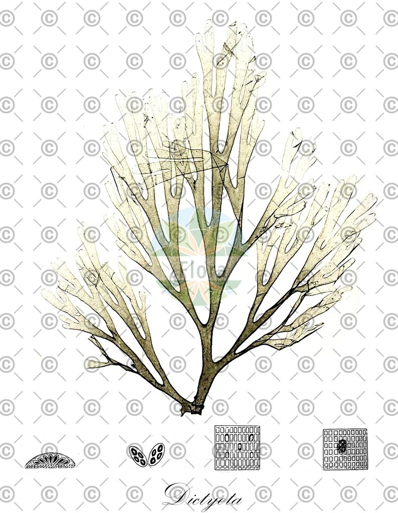 HistAbb_wfo-0001071291_1_ENZY_Simple | Historische Abbildung von Dictyota - Dictyotaceae (0) | Historical Illustration of Dictyota - Dictyotaceae (0)