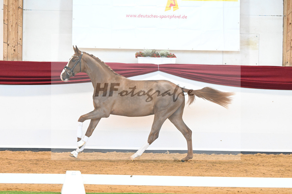 Kat-Nr. 5 v. Benicio_Wille_66221642 | hf-fotografie - Realisiert mit Pictrs.com
