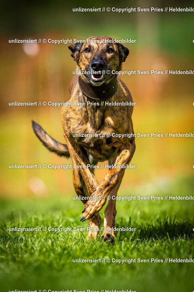 Sven Pries | 2025-04-13 - Hunderennen Baden-Baden - Realisiert mit Pictrs.com