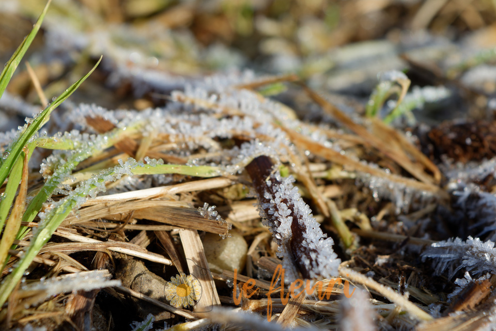 DSC_0290-NEF_DxO_DeepPRIME | Dies ist der Shop von Florian Blum - le fleuri. Langenthal, Bern, SchweizSie können hier meine oder ihre eigenen Fotos als Fotoprodukte kaufen. Tassen, Schlüsselanhänger, Taschen etc. können Sie hier gestalten.  - Realisiert mit Pictrs.com
