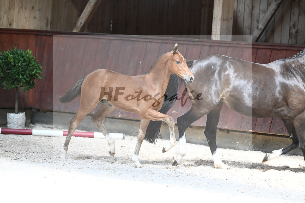 Kat-Nr. 12 HF Diablue PS x Origi d O_Stoeger_32240536 | hf-fotografie - Realisiert mit Pictrs.com