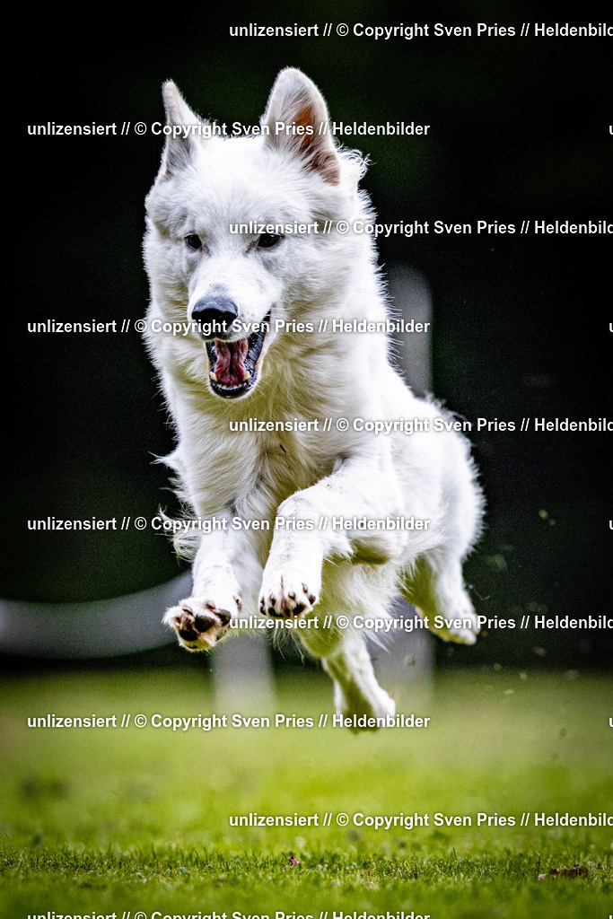 Sven Pries | 2025-10-03 - Hunderennen Obergrombach - Realisiert mit Pictrs.com