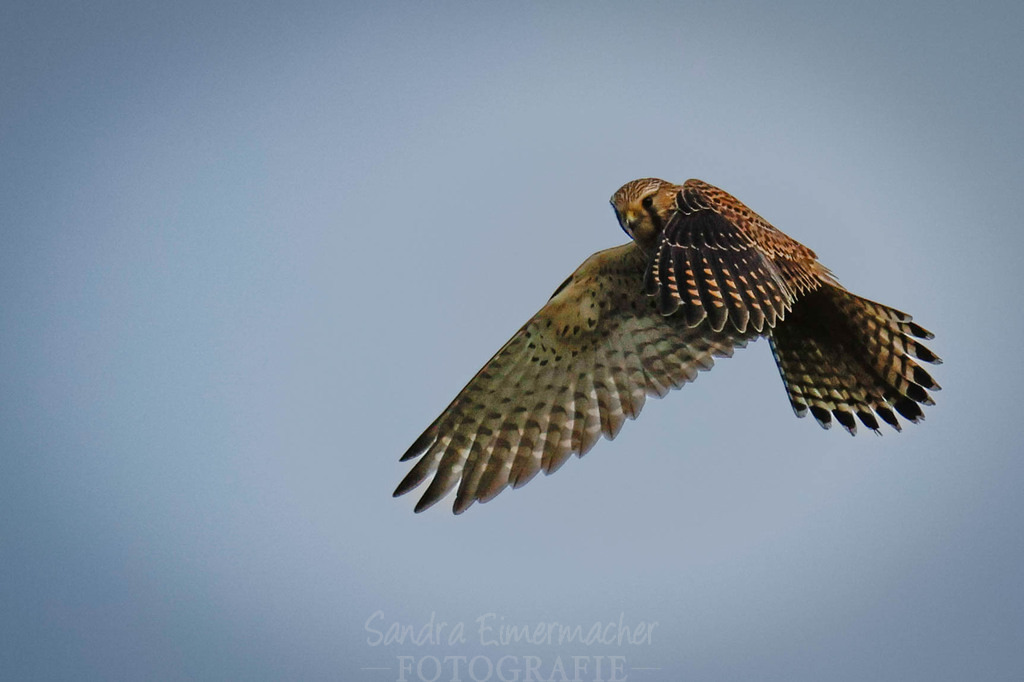 _W5A3605 | Sich an die einzigartigen Momente der Natur und Landschaft sowie die Begegnung mit heimischen wilden Tieren zu erinnern, dies kann man anhand den Bilder der Natur und Landschaftsfotografin Sandra Eimermacher.  - Realisiert mit Pictrs.com