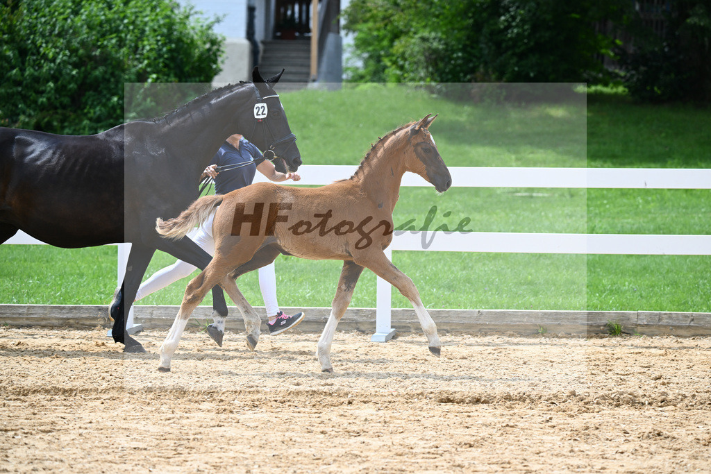 Kat-Nr. 22 Valenziano x Delacroix Rose_Schuster_27140689 | hf-fotografie - Realisiert mit Pictrs.com