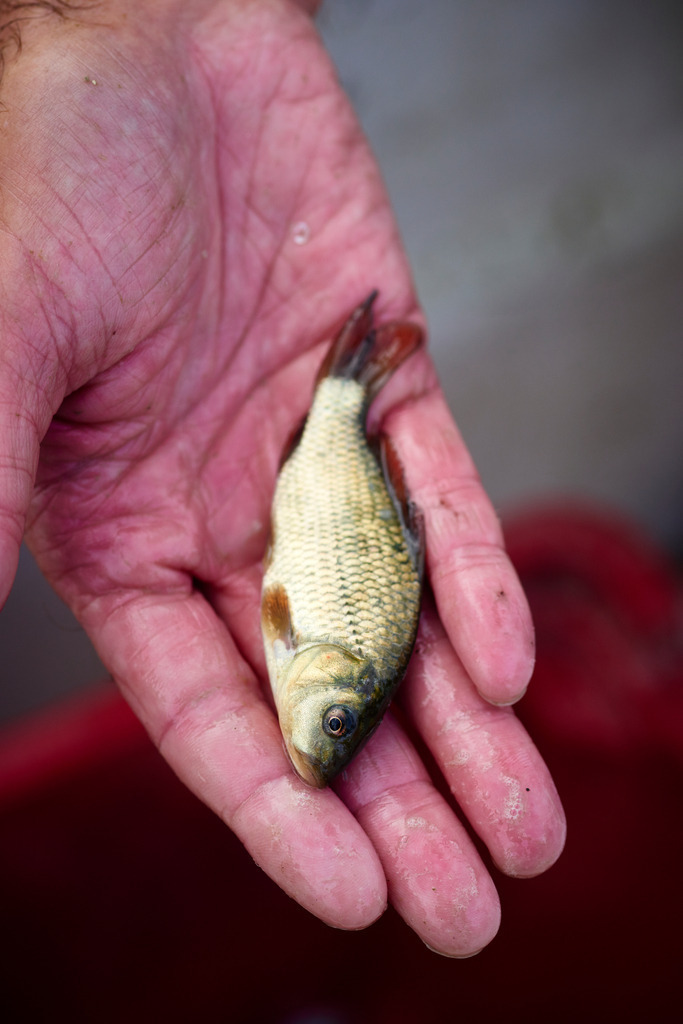 Zu kleiner Fisch in der Hand | San Feliciano, Italien - August 31, 2016: Lago Trasimeno; Zu kleiner Fisch in der Hand. - Realisiert mit Pictrs.com
