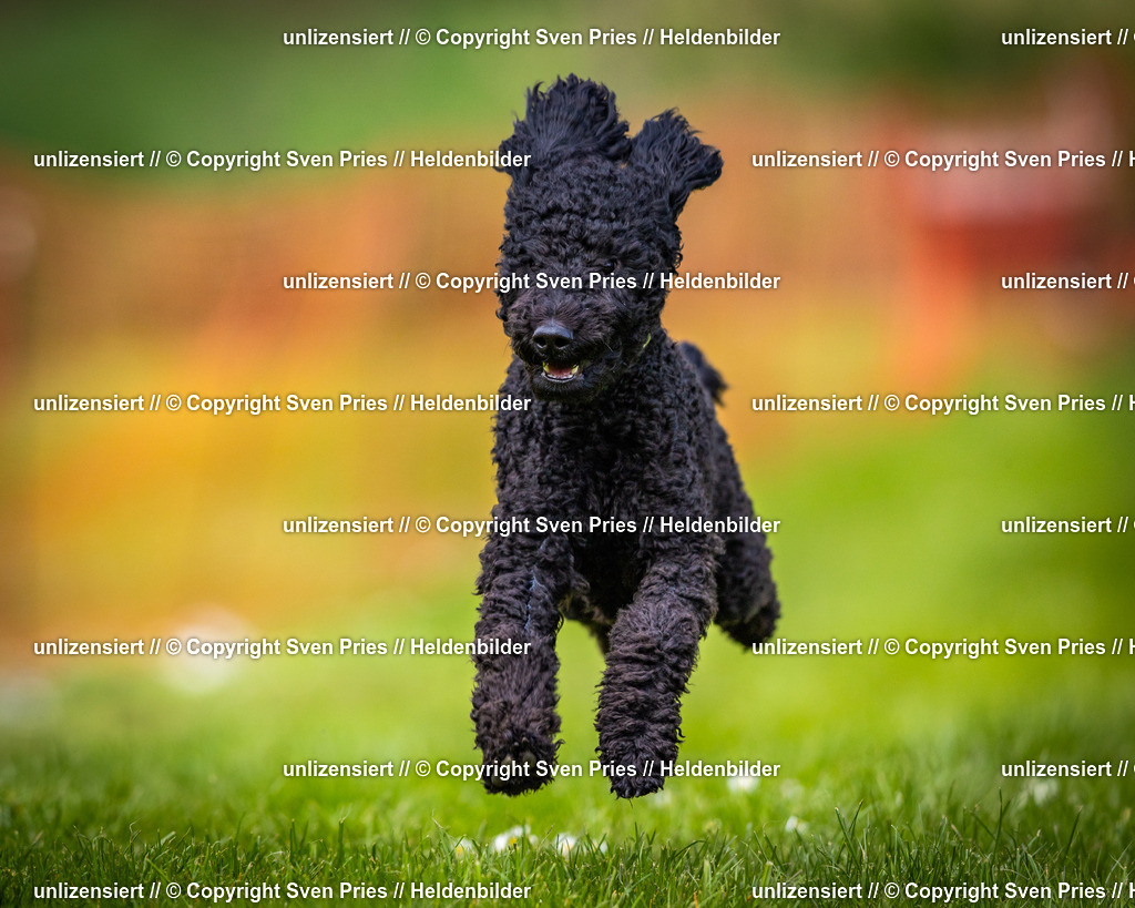 Sven Pries | 2025-04-13 - Hunderennen Baden-Baden - Realisiert mit Pictrs.com