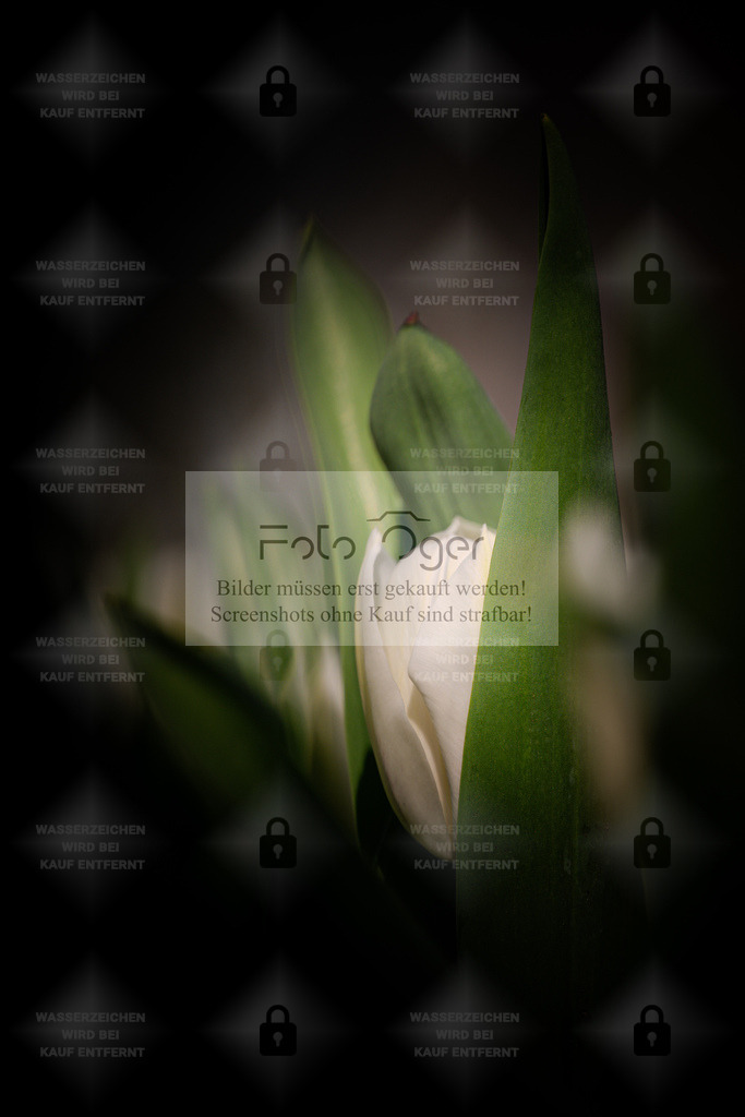 Verborgene Schönheit – Weiße Tulpe im Schatten | Zart, schlicht und ausdrucksstark: Eine weiße Tulpe verbirgt sich zwischen grünen Blättern und wird von sanftem Licht gestreift.Das Spiel aus Licht und Dunkelheit verleiht dem Motiv Tiefe und Ruhe – ein Bild, das Minimalismus und natürliche Eleganz vereint.Ideal für stilvolle, ruhige Räume mit Sinn für Ästhetik. - Realisiert mit Pictrs.com