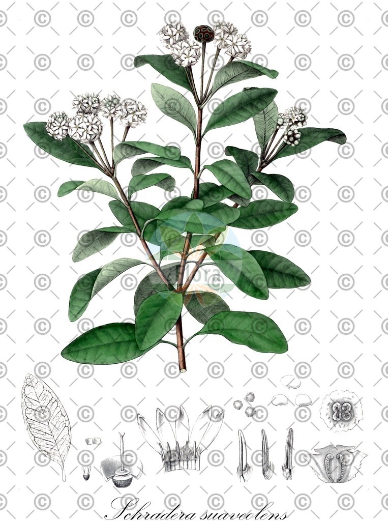 HistAbb_wfo-0001175296_1_ENZY_Simple | Historische Abbildung von Schradera suaveolens - Rubiaceae | Historical Illustration of Schradera suaveolens - Rubiaceae