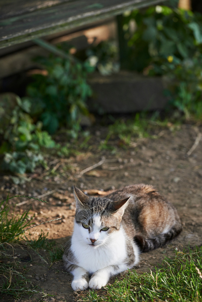 Hofkatze der Baeuerin Berta | Rohrbrunn, Austria - July 21, 2015: Hofkatze der Baeuerin Berta. - Realisiert mit Pictrs.com