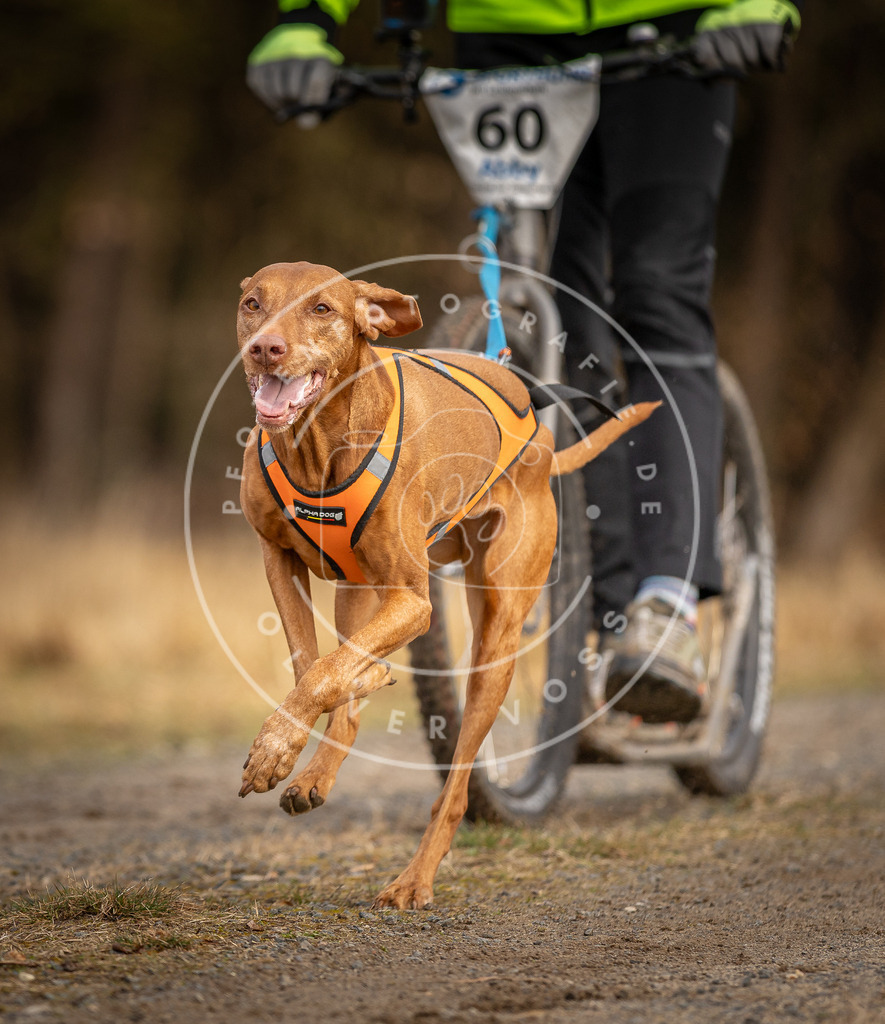 DV3A3527 | Hundefotografie, Tierfotograf, Pfotenfotografie, Fotoshooting Hund, Hunde Portrait, Hundesport, Hundeportraits, Heideshooting, Hunde, Sportfotograf, Hundefotograf, Turnierhundsport, THS,  - Realisiert mit Pictrs.com