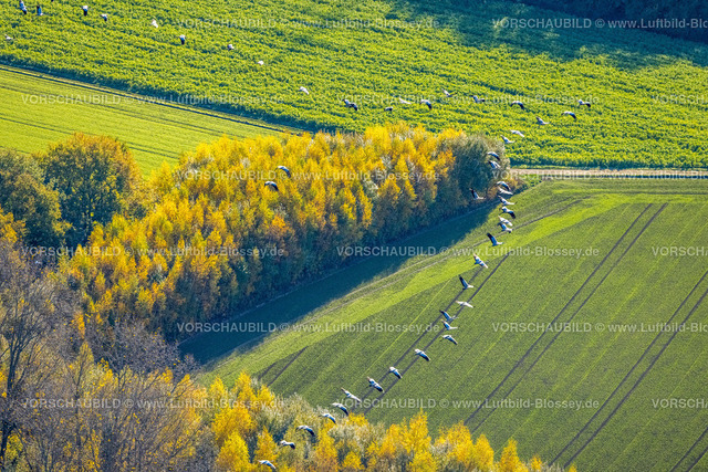 Bochum221100105 | Luftbild, Kraniche über Wiesen und Felder, Gerthe, Bochum, Ruhrgebiet, Nordrhein-Westfalen, Deutschland