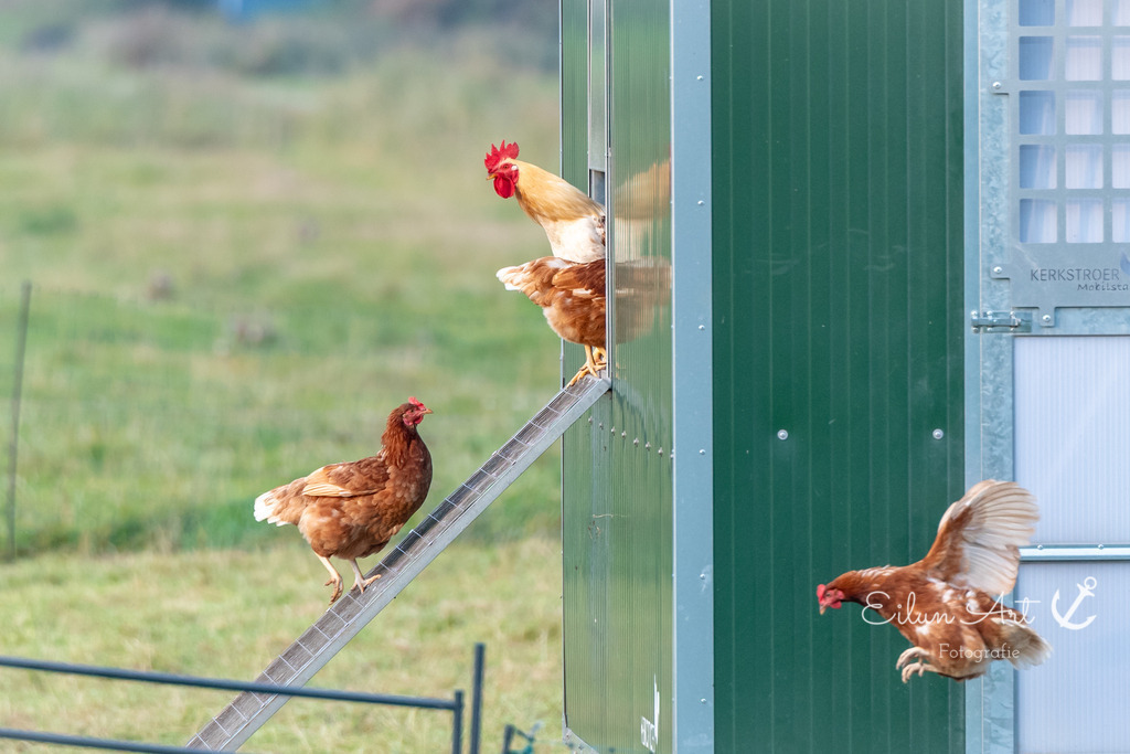 EAF_6901 | Eilun-Art-Fotografie Levke Martens, ihre Fotografin für Immobilien- und Landschaftsfotografie auf Föhr, Föhrer Motive als Poster, Leinwand, hinter Acrylglas oder stelle dir deinen eigenen Monatskalender zusammen, mit nur einem Klick