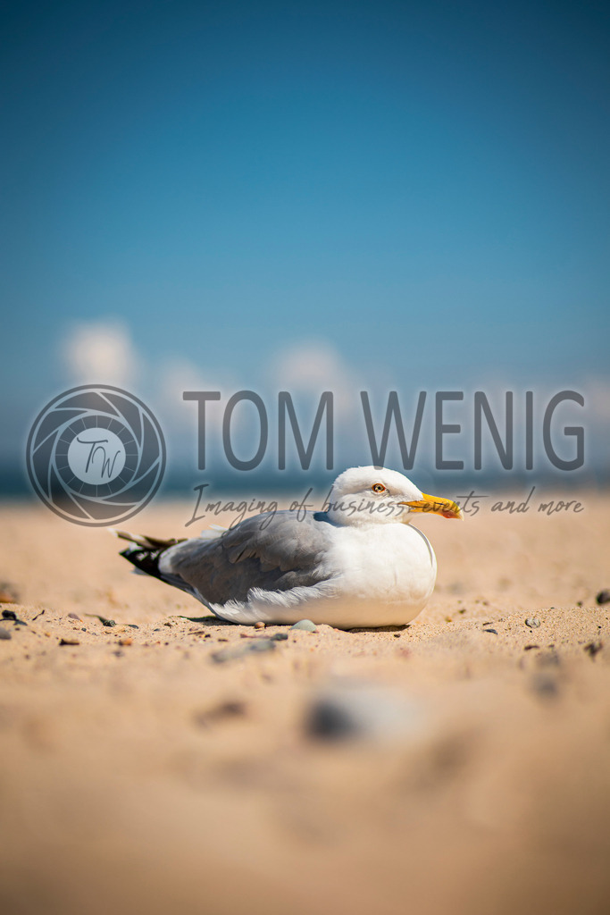 IMG_8618 | Fotos:
Tom Wenig
https://www.tomwenig.de - Realisiert mit Pictrs.com
