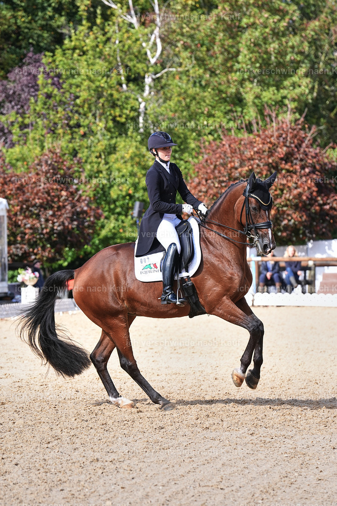 07-003-DRESSUR  S___  -Marixx-5164 | working equitationturnier fotograf videograf stoibphotography marixx film working equitation deutschland reitsport turnierfotografie eventfotografie equestrian events