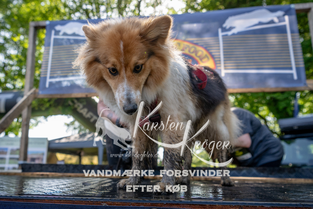 1523_ZZ91113 | kk-dogfotos