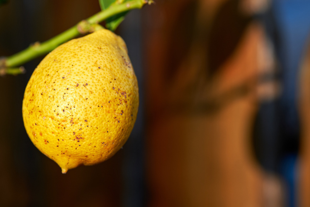 Gelbe Zitrone im Sonnenlicht | Austria - April 25, 2020: Impressionen aus dem Hausgarten; Gelbe Zitrone im Sonnenlicht. - Realisiert mit Pictrs.com
