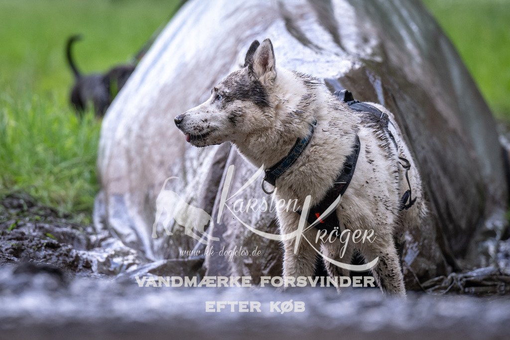 1301_ZZ94595 | kk-dogfotos