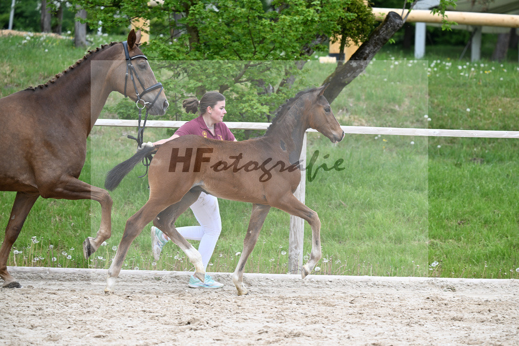 Kat-Nr. 33 HF Sebastino PS x Apache_Blessing_24260733 | hf-fotografie - Realisiert mit Pictrs.com