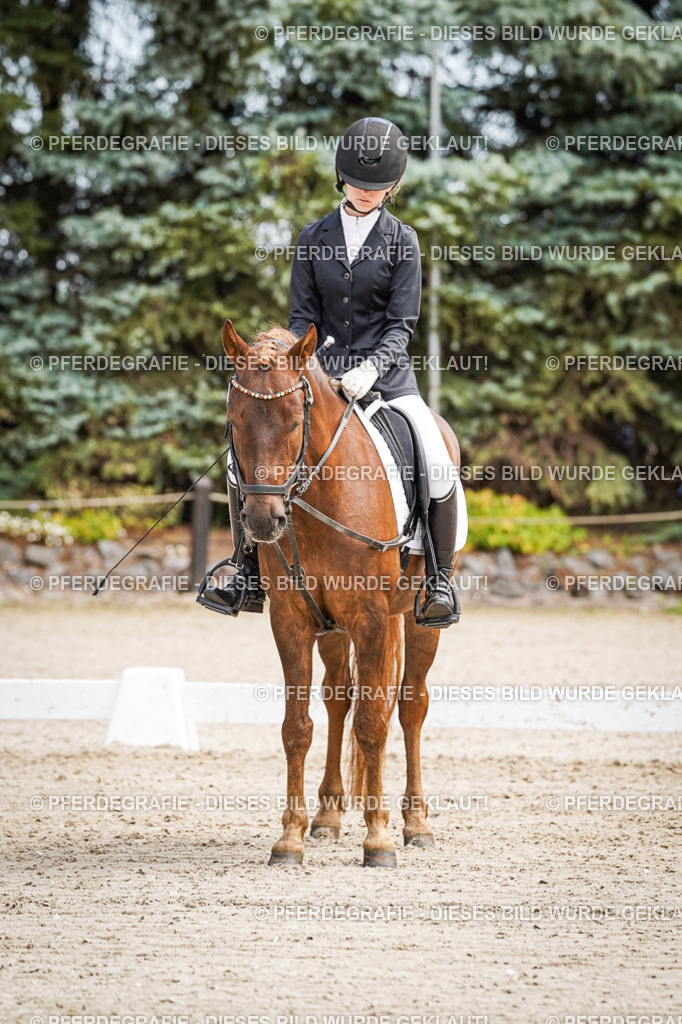 DSC02613 | Pferdegrafie