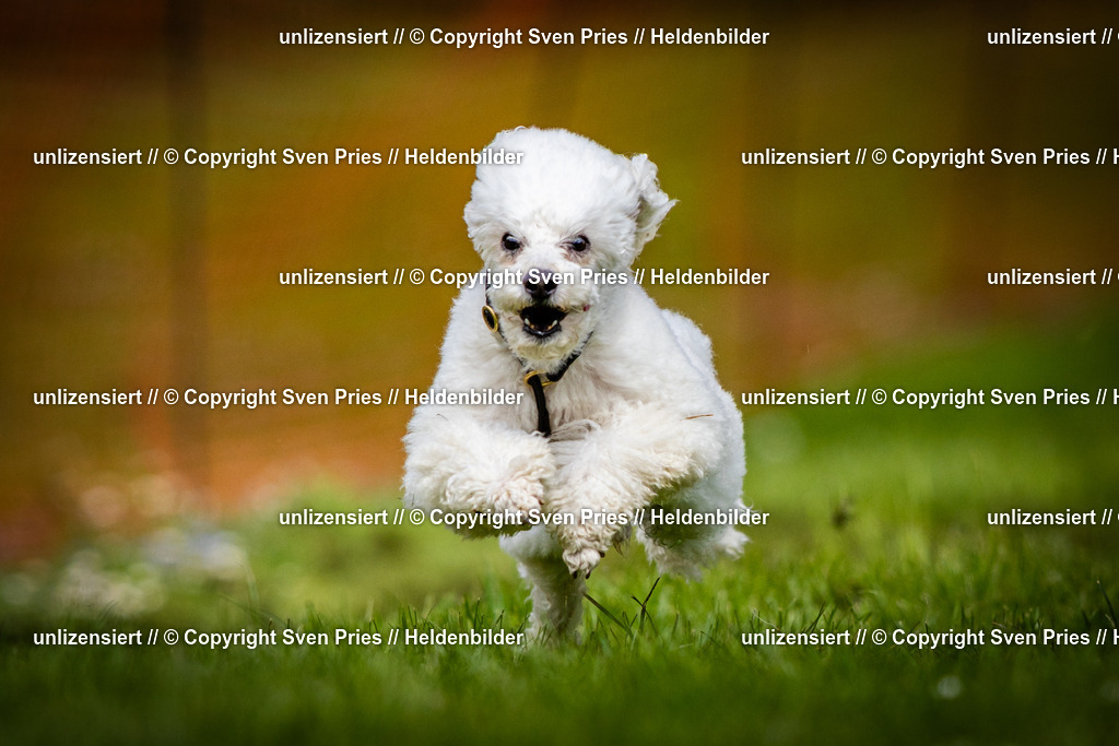 Sven Pries | 2025-04-13 - Hunderennen Baden-Baden - Realisiert mit Pictrs.com