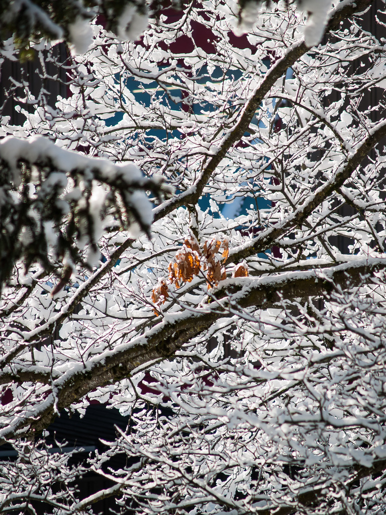 PSX_20230207_231856 | OLYMPUS DIGITAL CAMERA - Realisiert mit Pictrs.com