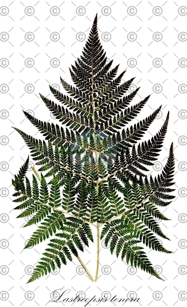 HistAbb_wfo-0000224062_1_ENZY_Simple | Historische Abbildung von Lastreopsis tenera - Dryopteridaceae | Historical Illustration of Lastreopsis tenera - Dryopteridaceae
