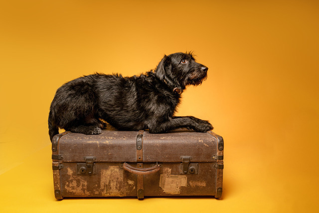 DSC_1106-Bearbeitet | Augenblicke kommen und gehen, Erinnerungen bleiben. Als Tierfotografin schaffe ich liebevolle Erinnerungen an unsere tierischen Familienmitglieder, ohne Stress und Druck.
Buchbar für den Raum München und Landkreis Dachau  - Realisiert mit Pictrs.com