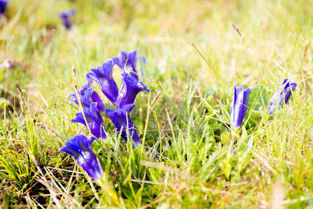 Enziantraum_Mostdirn_Irmgard_Wieser-1339 | Ihre Fotografin im Lungau, ihre Fotografin im Mostviertel, Wandbilder Onlineshop, Imagefotos für Ihr Unternehmen,  - Realisiert mit Pictrs.com