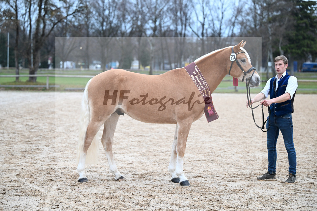 Kat-Nr. 23 Maverick v. Manu_Lechner_48251881 | hf-fotografie - Realisiert mit Pictrs.com