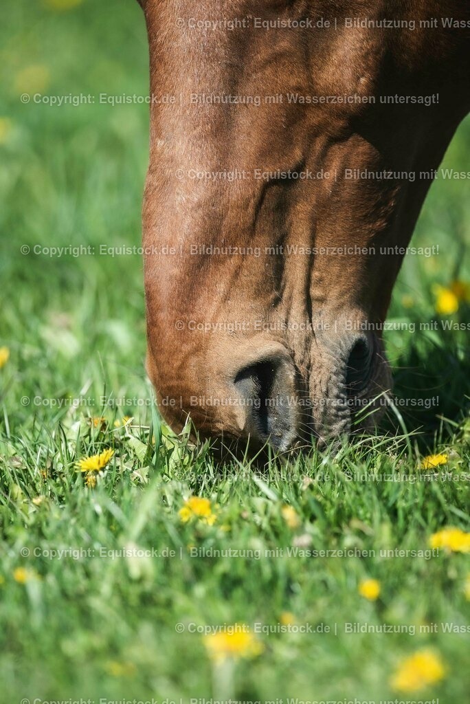 20210426_Pferd-auf-Koppel_0126 | equistock