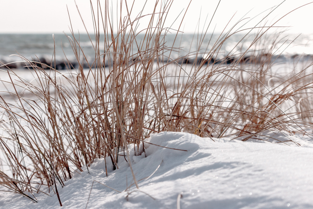 Wandbild: Strandhafer im Schnee am Strand | Dieses Wandbild im Querformat zeigt einen winterlichen Strand. Im Vordergrund ist Strandgras in einem warmen beige zu sehen, der aus einer kleinen Schneewehe ragt. Durch den Schnee sind viele Teile des Bildes weiß und blaugrau. Auch das Meer in der Unschärfe ist eher hellgrau als blau. Durch die reduzierte Farbe auf dem Bild wirkt dieses Wandbild elegant und durch den schönen Beigeton im Strandhafer eher warm als kalt. Schaffen Sie sich ein maritimes Ambiente in Ihrem Wohnzimmer und holen Sie sich dieses stilvolle Wandbild. Es ist auf Leinwand, Aluminium-Platte, Acrylglas oder als Holzdruck erhältlich. Die Wandbilder werden individuell für Sie in vielen Abmessungen produziert. Daher passen die Ostseekult Wandbilder immer perfekt an Ihre Wände.  - Realisiert mit Pictrs.com