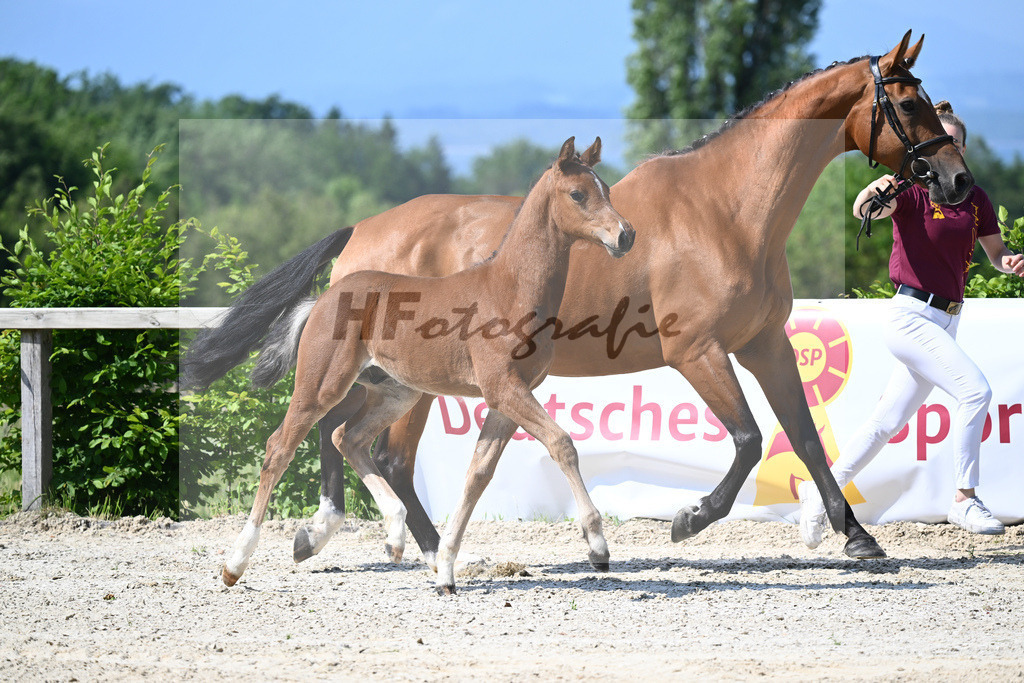 Kat-Nr. 5 HF Esmeraldo_Haarmann_15230065 | hf-fotografie - Realizzato con Pictrs.com