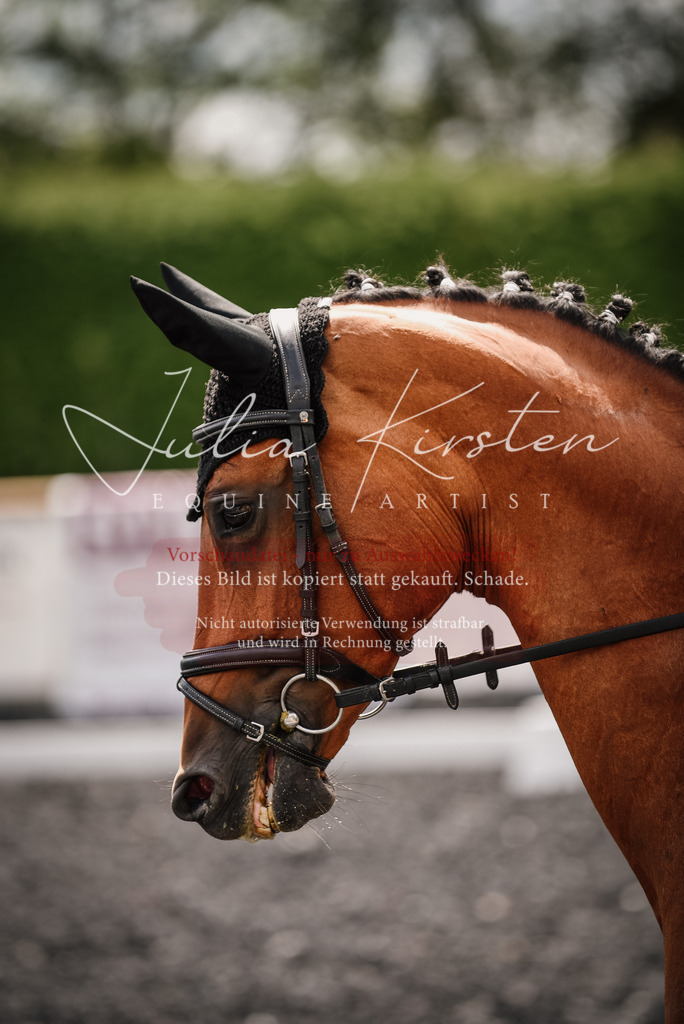DSC_4370 | Pferde- und Turnierfotografie in Westsachsen. Pferdeportraits, Auftragszeichnungen und intuitive Kunst.