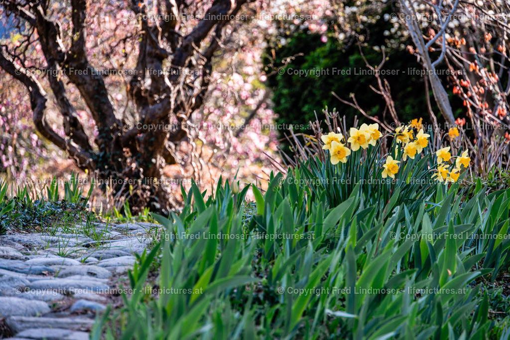 Frohnleiten Osterdeko 09042025 | Fotos und Fotoprodukte - Realisiert mit Pictrs.com