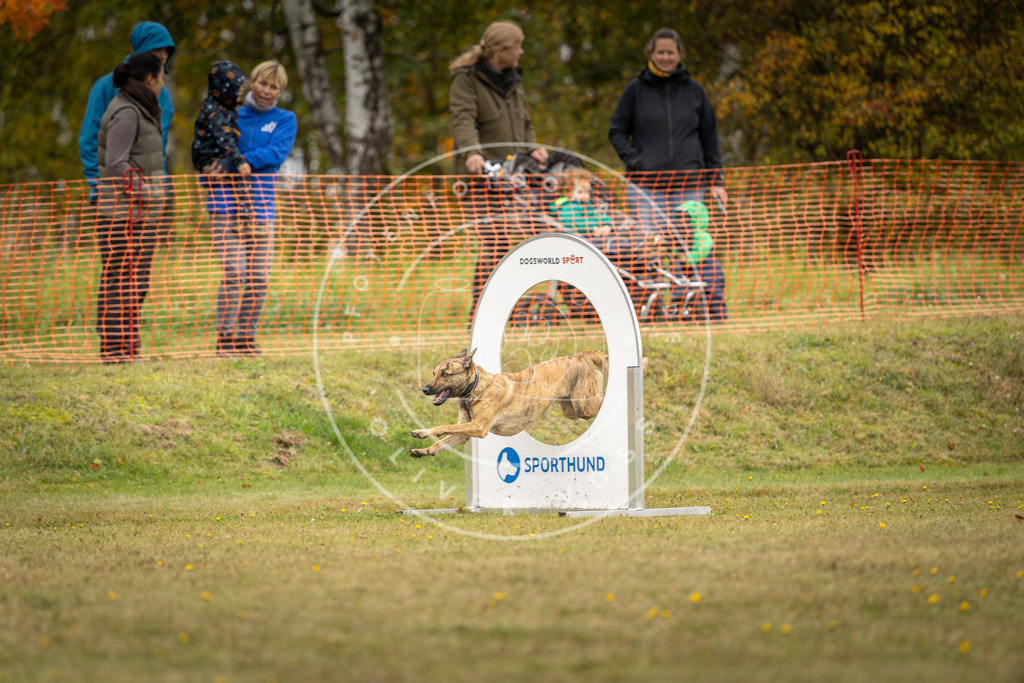 Pfotenfotografie_DV3A4602 | Hundefotografie, Tierfotograf, Pfotenfotografie, Fotoshooting Hund, Hunde Portrait, Hundesport, Hundeportraits, Heideshooting, Hunde, Sportfotograf, Hundefotograf, Turnierhundsport, THS,  - Realisiert mit Pictrs.com