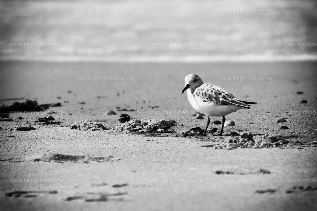 26016 | Wandbilder, Bilder, Fotograf in Marburg, Tierbilder, Wandfotos, Bilder Shop, Günstige Bilder, Schwarz-Weiß Bilder, Ralph Heiser