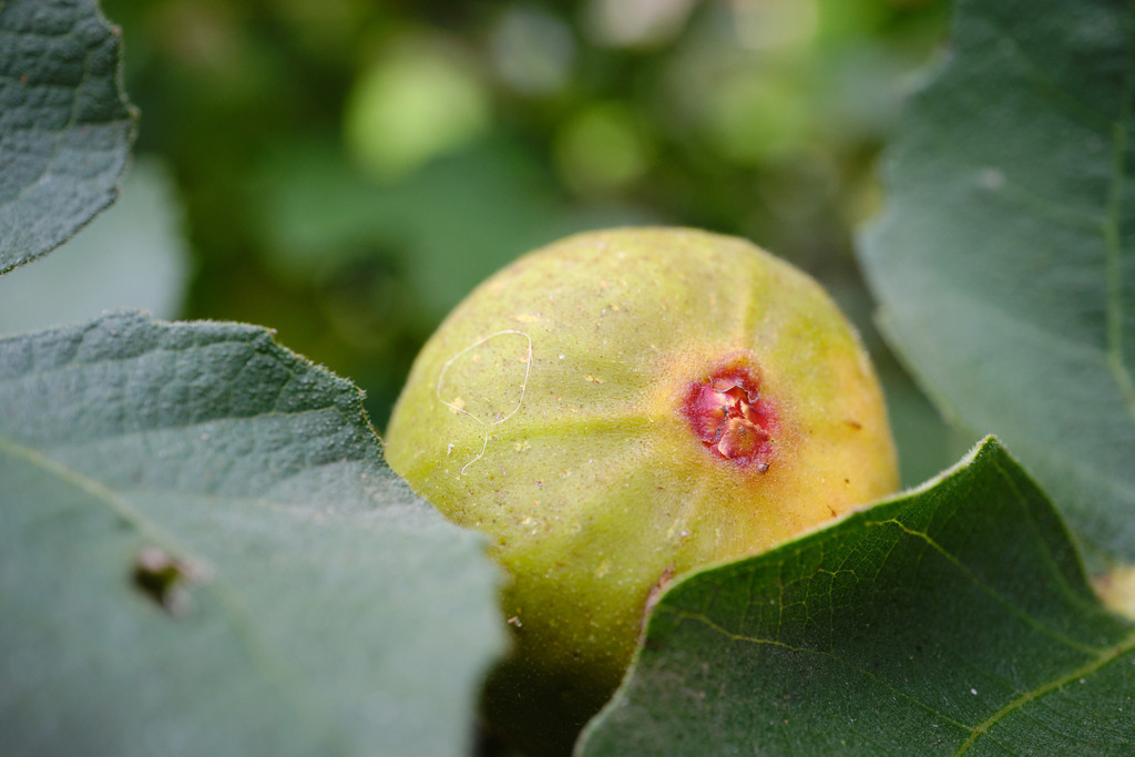 Feigenbaum mit Frucht | Burgenland, Austria - October 08, 2023: Feigenbaum mit Frucht. - Realisiert mit Pictrs.com