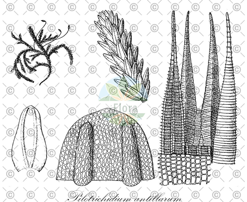 HistAbb_wfo-0001283147_1_ENZY_Simple | Historische Abbildung von Pilotrichidium antillarum - Callicostaceae | Historical Illustration of Pilotrichidium antillarum - Callicostaceae