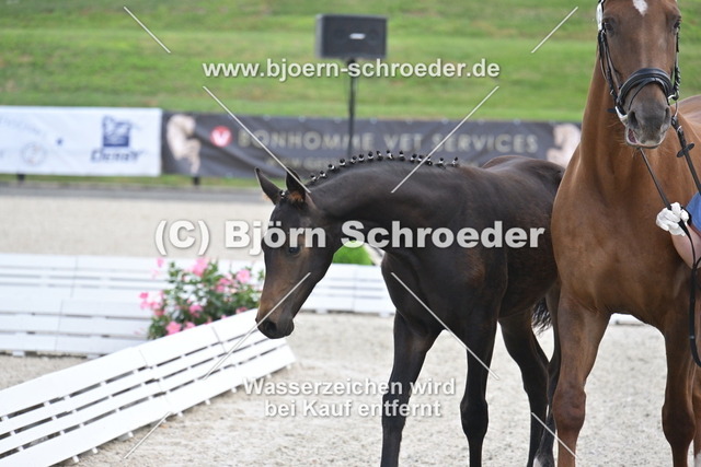 26_Lord Charmeur - Fidertanz_935_1812 | Björn Schroeder Pferdefotografie