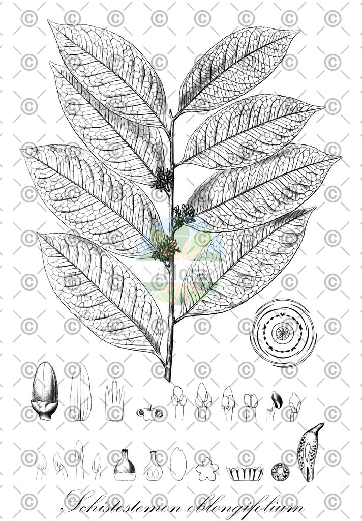 HistAbb_wfo-0000898045_1_ENZY_Simple | Historische Abbildung von Schistostemon oblongifolium - Humiriaceae | Historical Illustration of Schistostemon oblongifolium - Humiriaceae