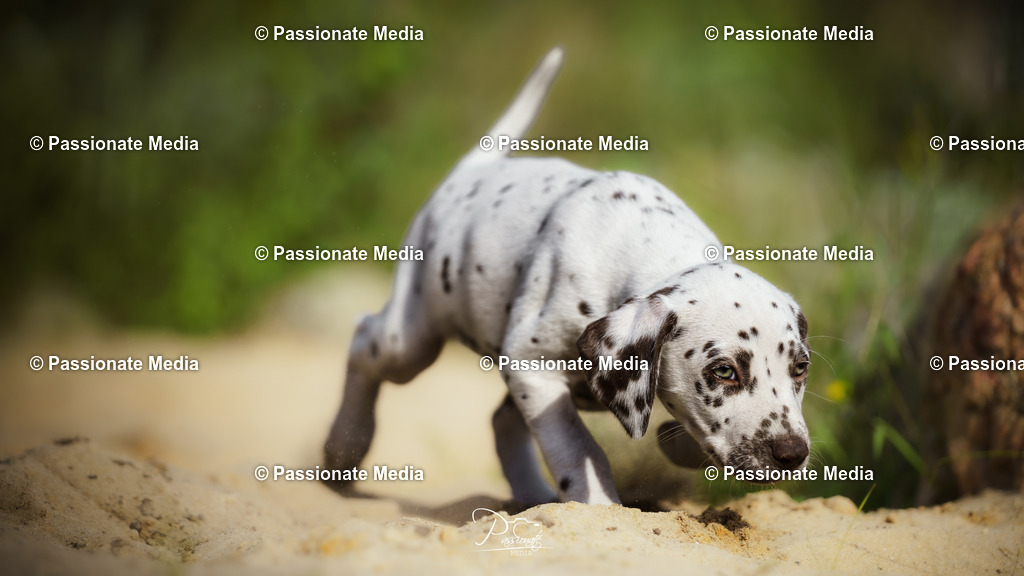 DSC06000 | Passionate Media, dein Fotograf aus Brandenburg, Märkisch Oderland, im Bereich Motorsport, Autos und Motorräder sowie Events und auch Hunde. Shootings oder auch Eventbegleitungen können bei mir gebucht we