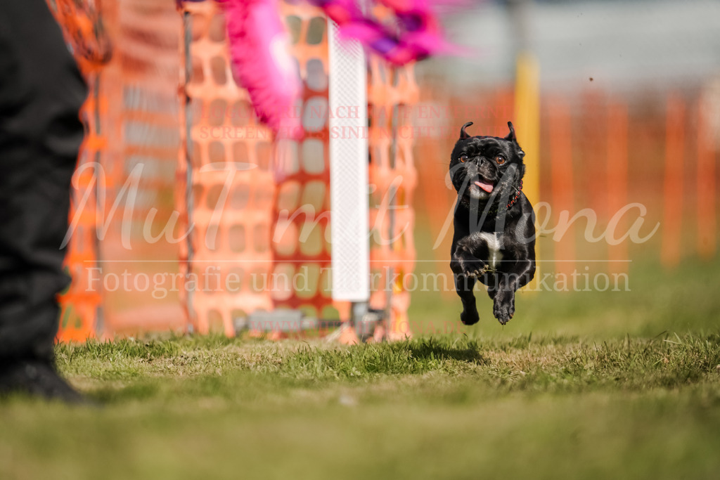 20250928_Hunderennen-507 | MuT (Mensch und Tier) mit Mona - Fotografie und Tierkommunikation - Realisiert mit Pictrs.com