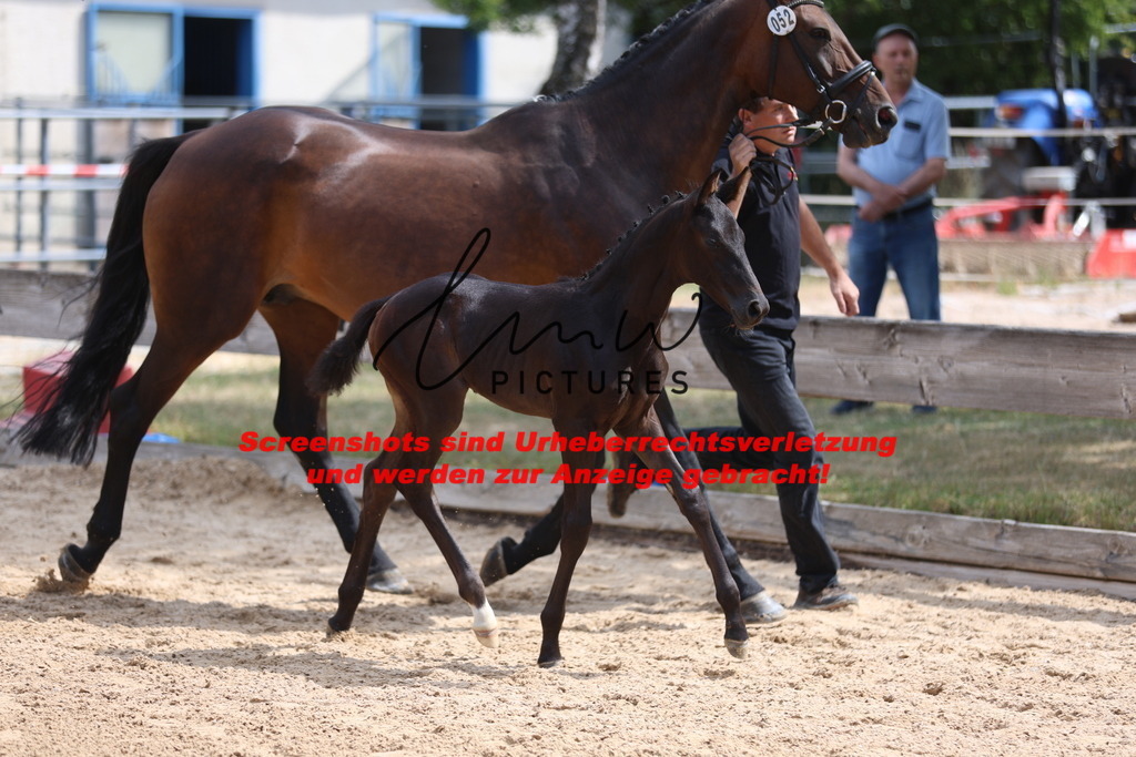 Fohlenschau_Schwäbisch_Hall_dressurbetonte_Fohlen_KN 52_10 | lmwpictures - Realisiert mit Pictrs.com