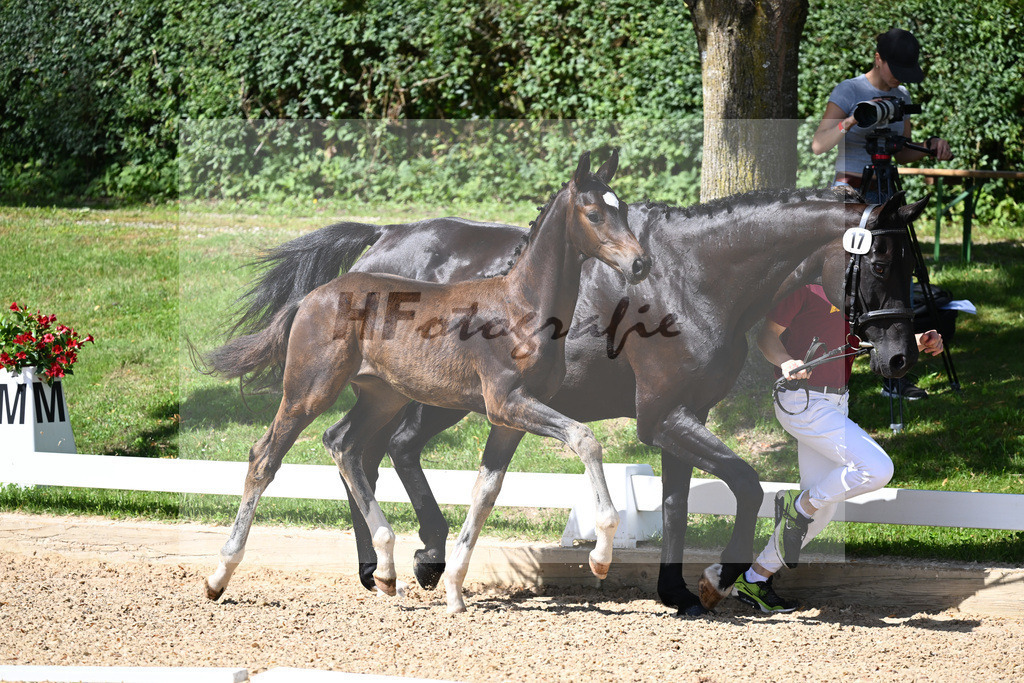Kat-Nr. 17 HF Floricello x Sir Donnerhall_Zimmermann_27230243 | hf-fotografie - Realisiert mit Pictrs.com