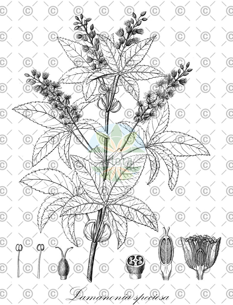 HistAbb_wfo-0000444187_1_ENZY_Simple | Historische Abbildung von Lamanonia speciosa - Cunoniaceae | Historical Illustration of Lamanonia speciosa - Cunoniaceae