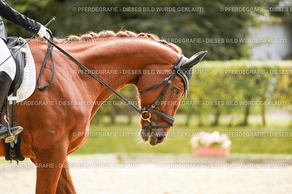 DSC01761 | Pferdegrafie