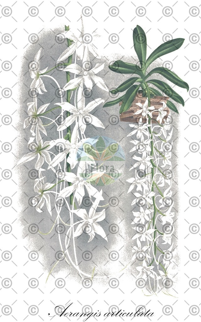 HistAbb_wfo-0000840024_1_ENZY_Simple | Historische Abbildung von Aerangis articulata - Orchidaceae | Historical Illustration of Aerangis articulata - Orchidaceae