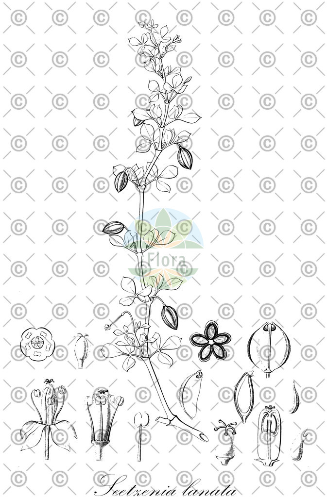 HistAbb_wfo-0000898608_1_ENZY_Simple | Historische Abbildung von Seetzenia lanata - Zygophyllaceae | Historical Illustration of Seetzenia lanata - Zygophyllaceae