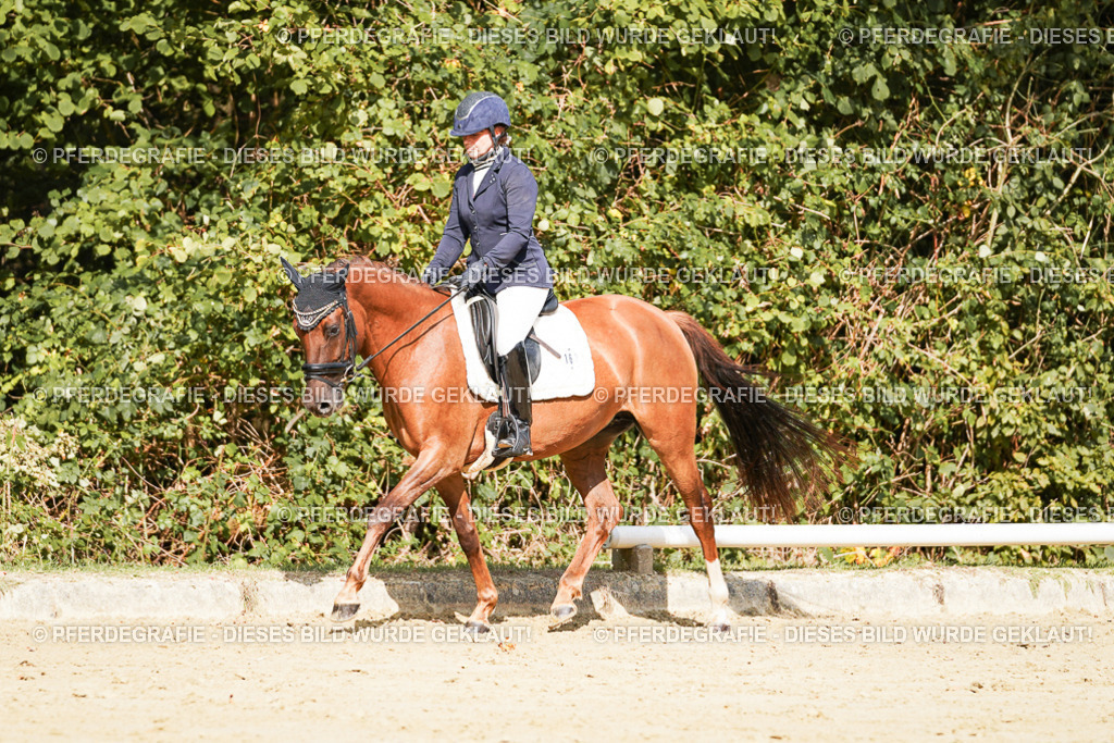 DSC02252 | Pferdegrafie